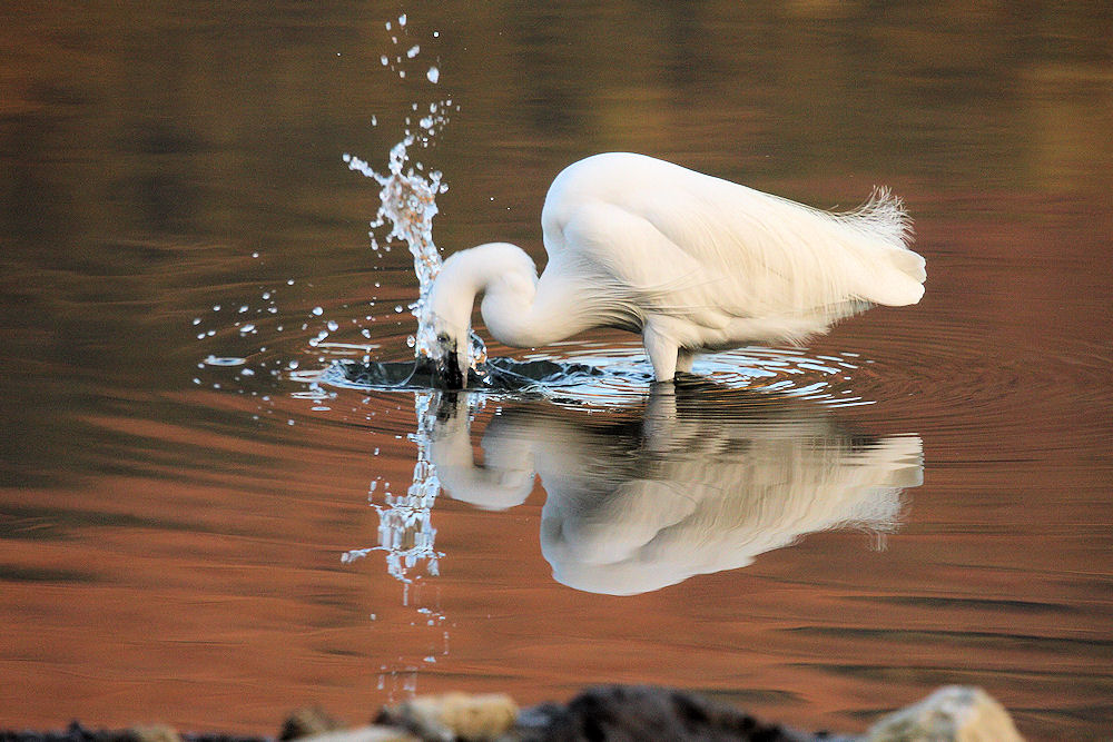 Egretta Garzetta